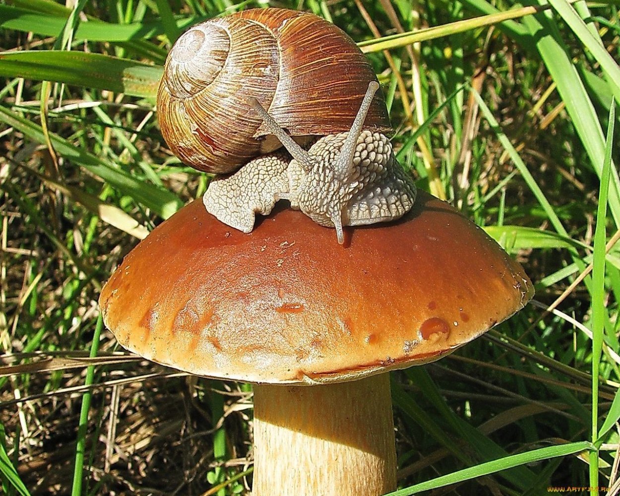 Улитка на грибе