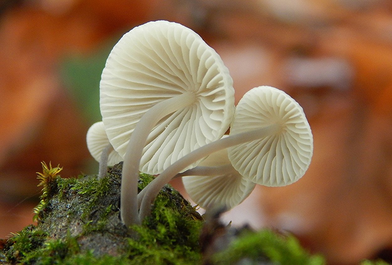 Китайские грибы шиитаке