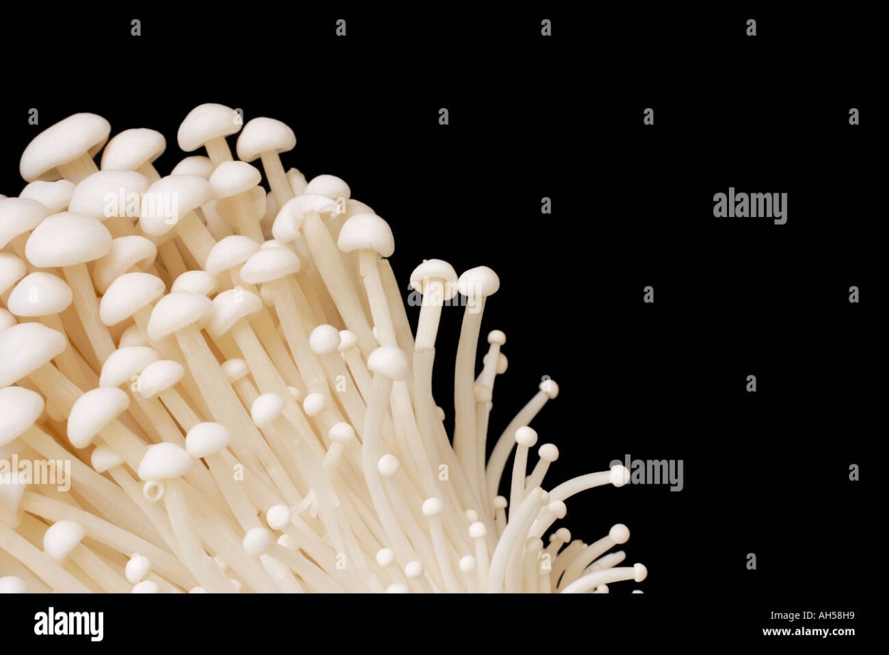 Маленькие длинные грибы