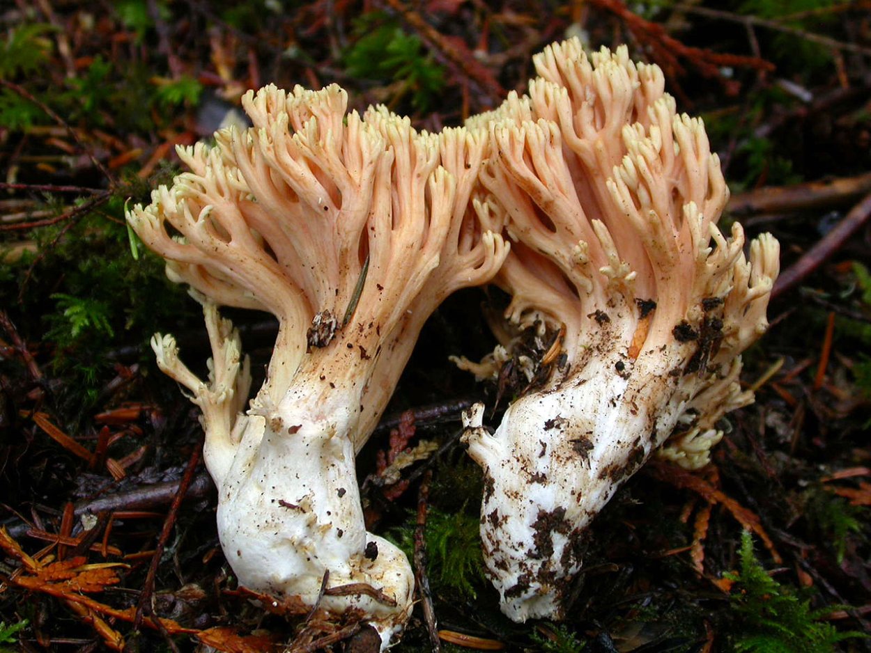 Рамария золотистая - Ramaria Aurea