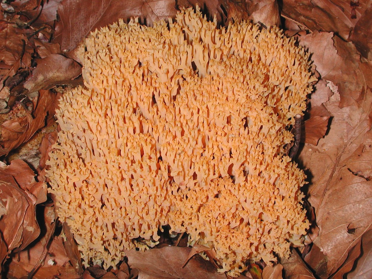 Оленьи рожки Ramaria Flava