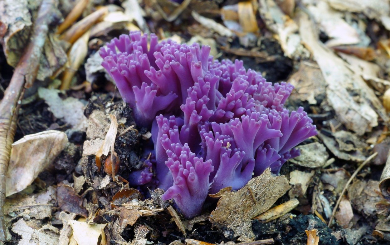 Рамария Формоза