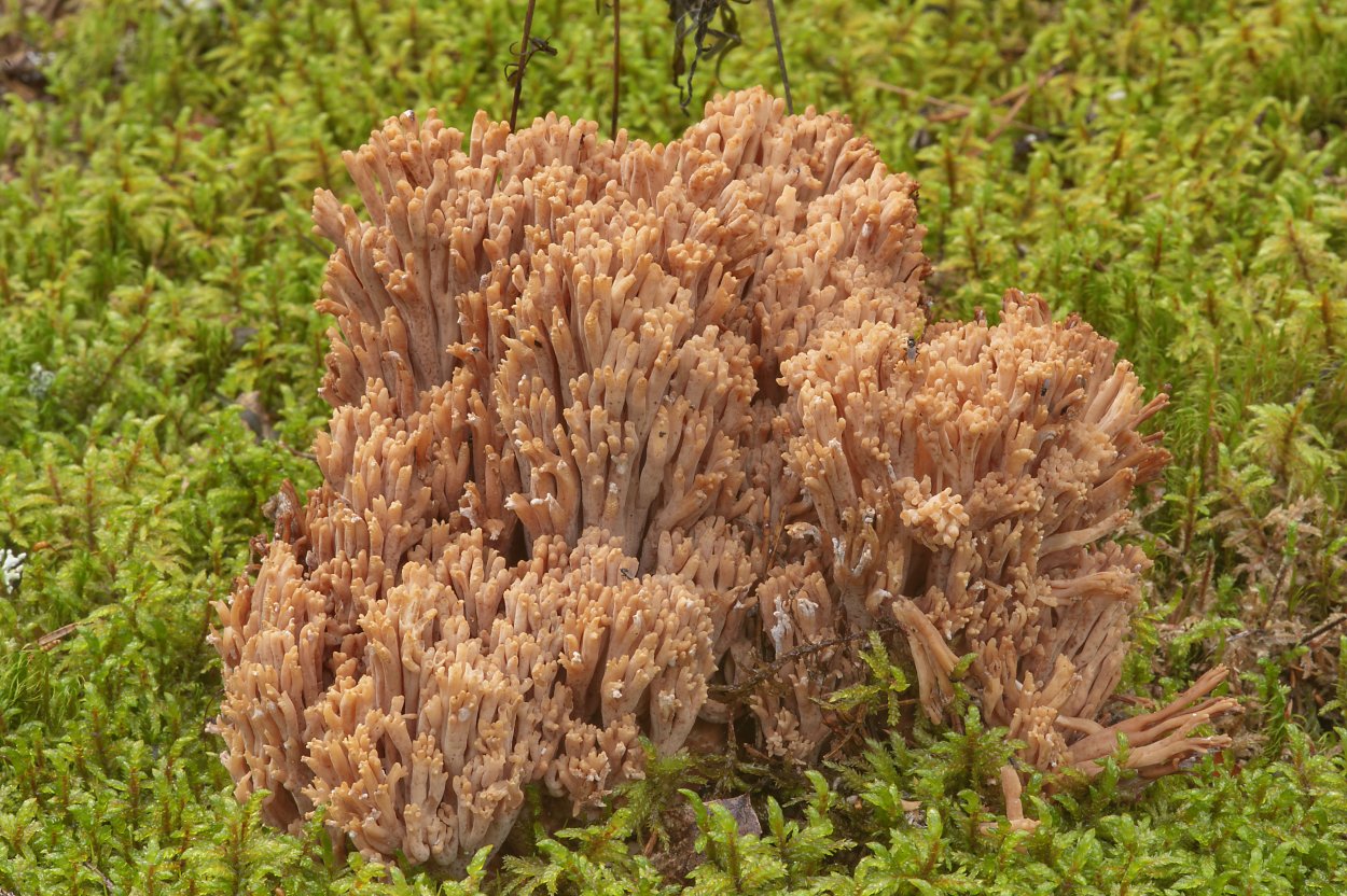 Рамария желтая