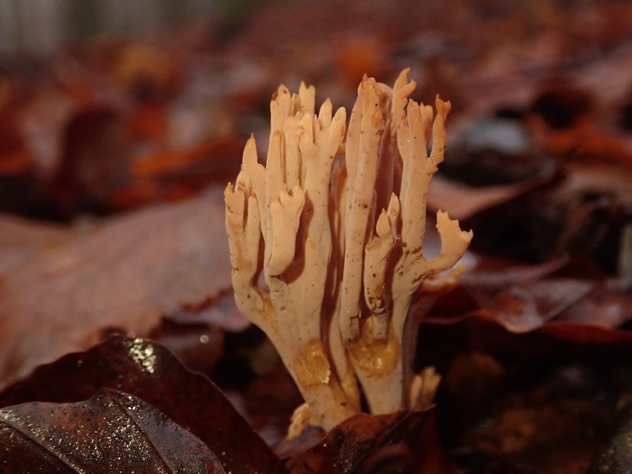 Рамария золотистая