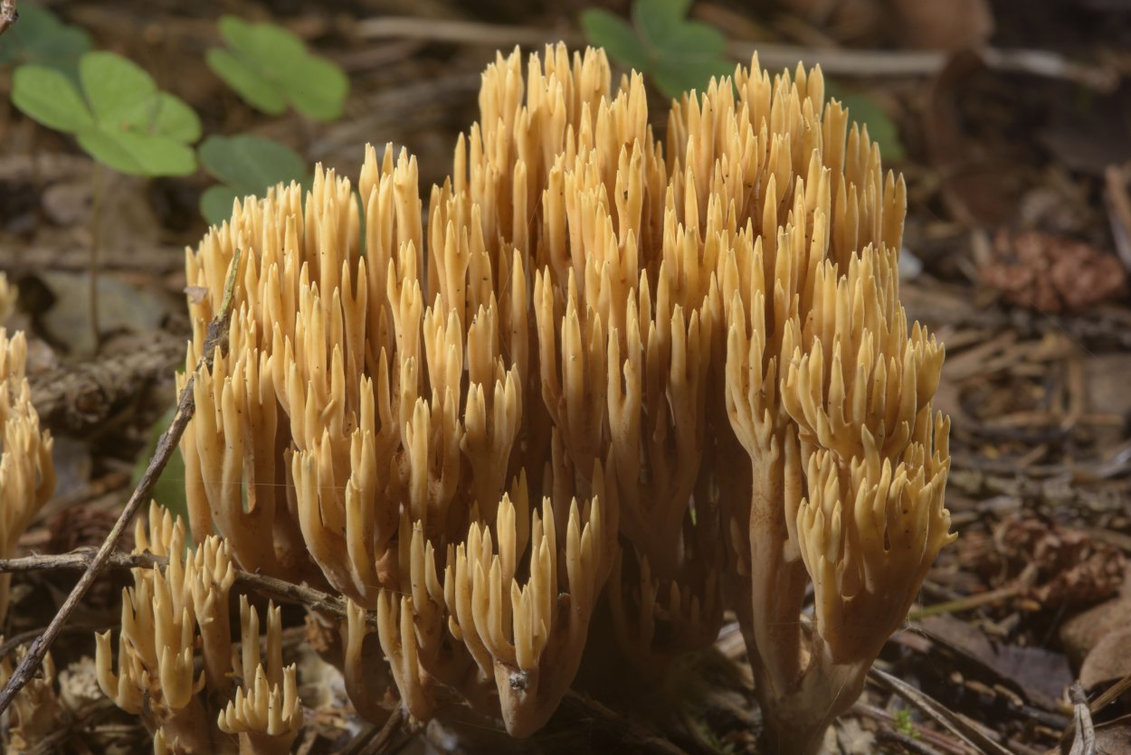 Рамария Формоза