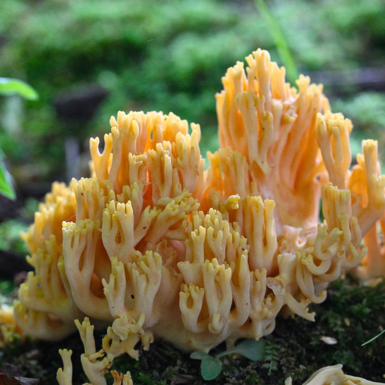 Рамария золотистая - Ramaria Aurea