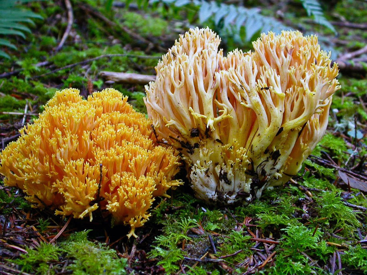 Рогатик гроздевой (Ramaria Botrytis)