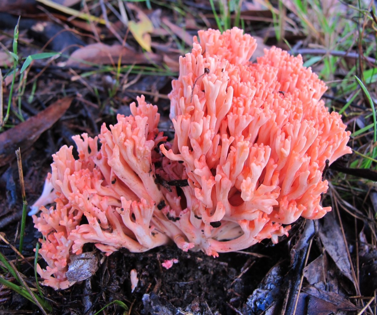 Гриб Клавария бледно-бурая