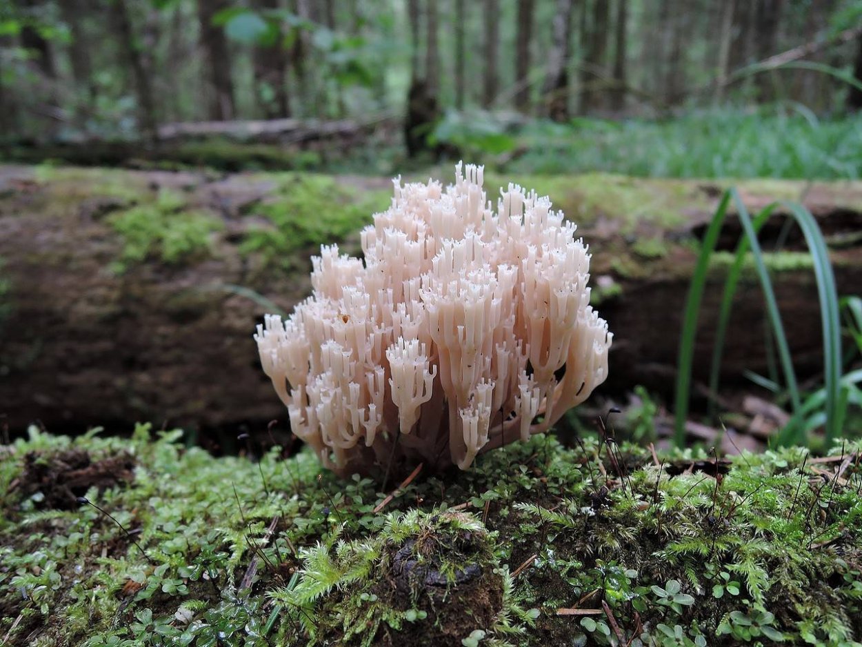 Ramaria Botrytis