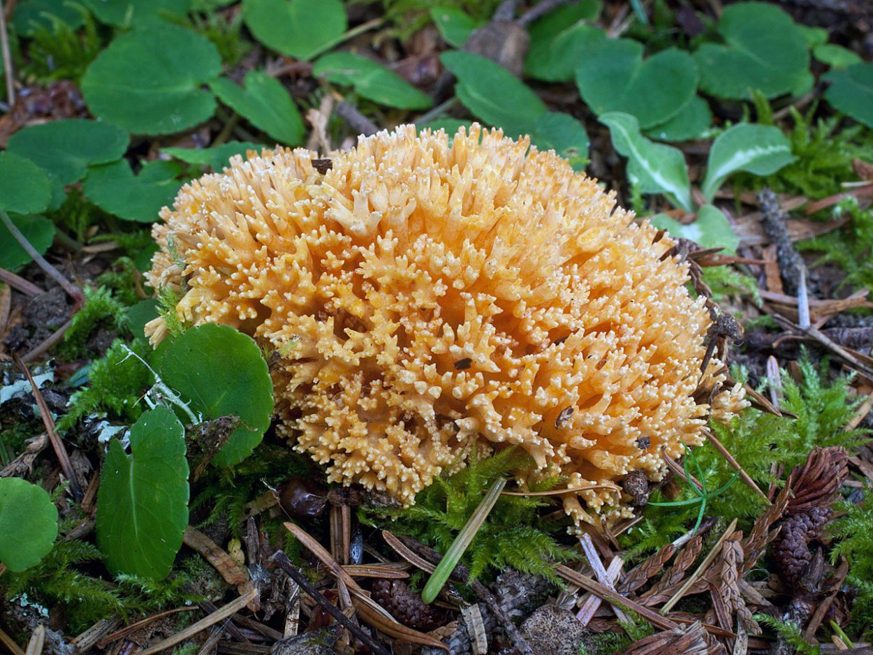Рамария золотистая - Ramaria Aurea