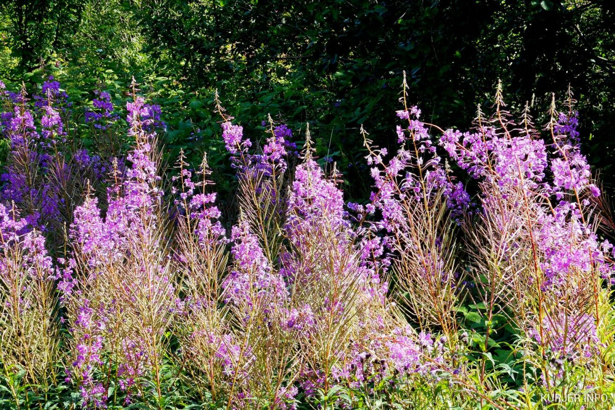 Иван-чай (трава, 50гр.)