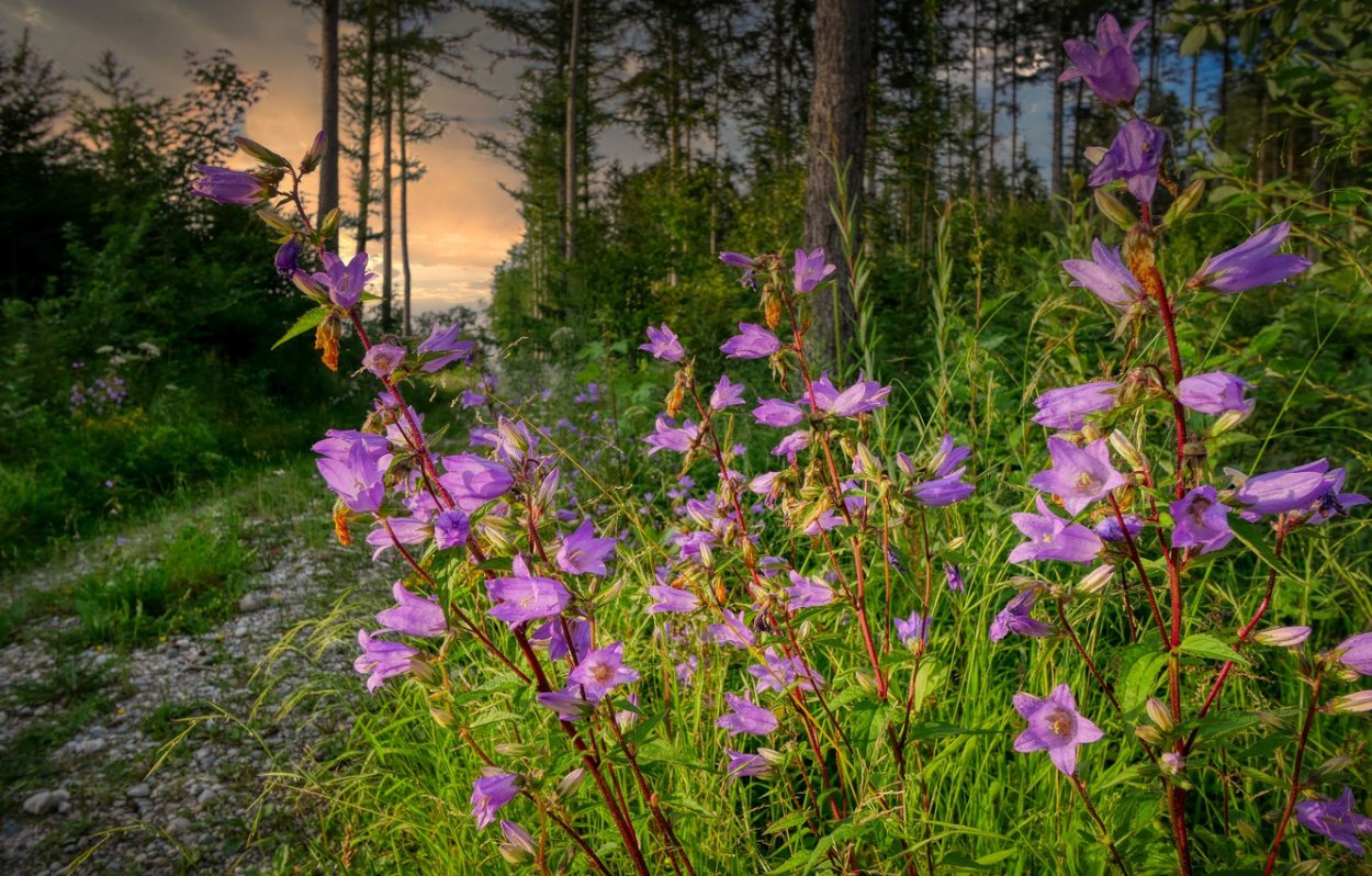 Колокольчик Луговой