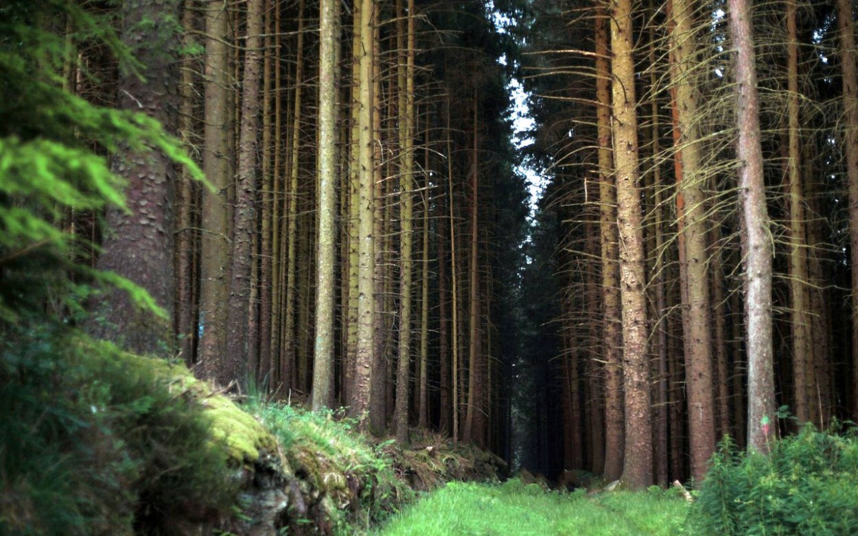 Картинки на рабочий стол лес