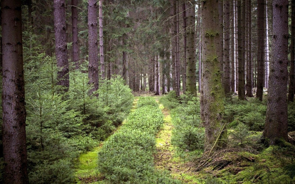 Труднопроходимый хвойный лес