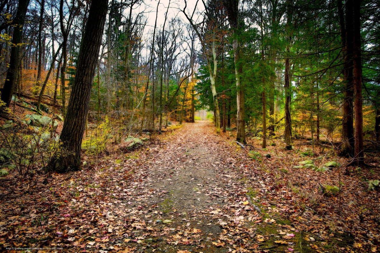 Просека в лесу