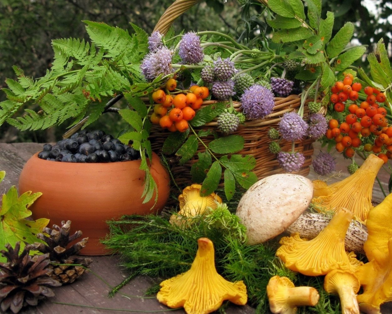 Дары осени в лесу