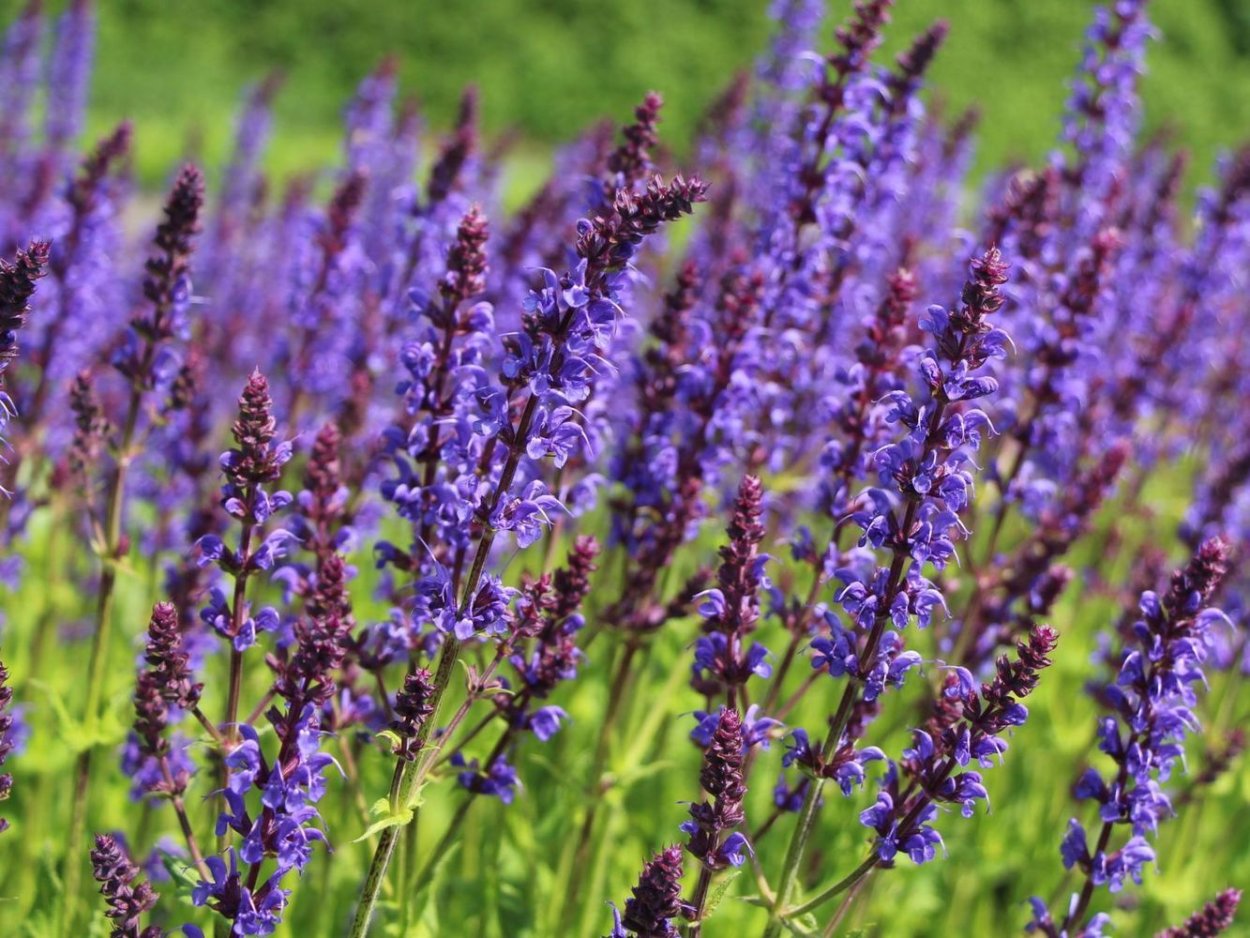 Шалфей Дубравный Майнахт