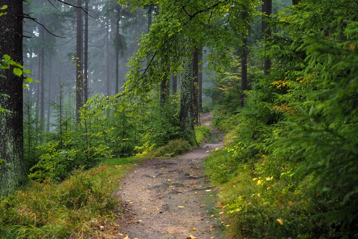 Гырбовецкий лес