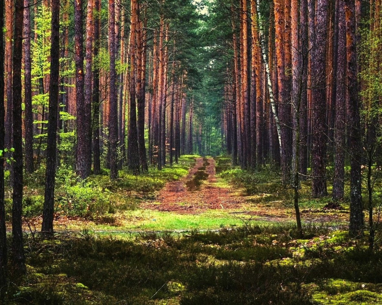 Лесная просека