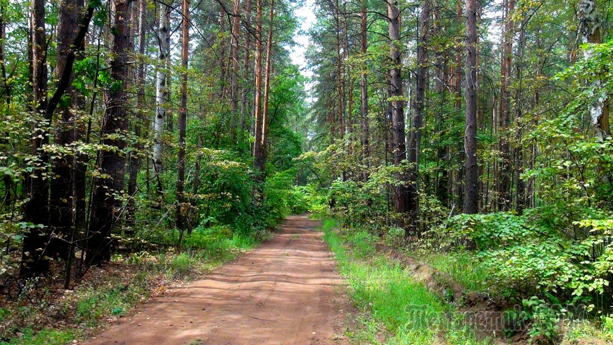 Сосновый лес в Ленинградской области