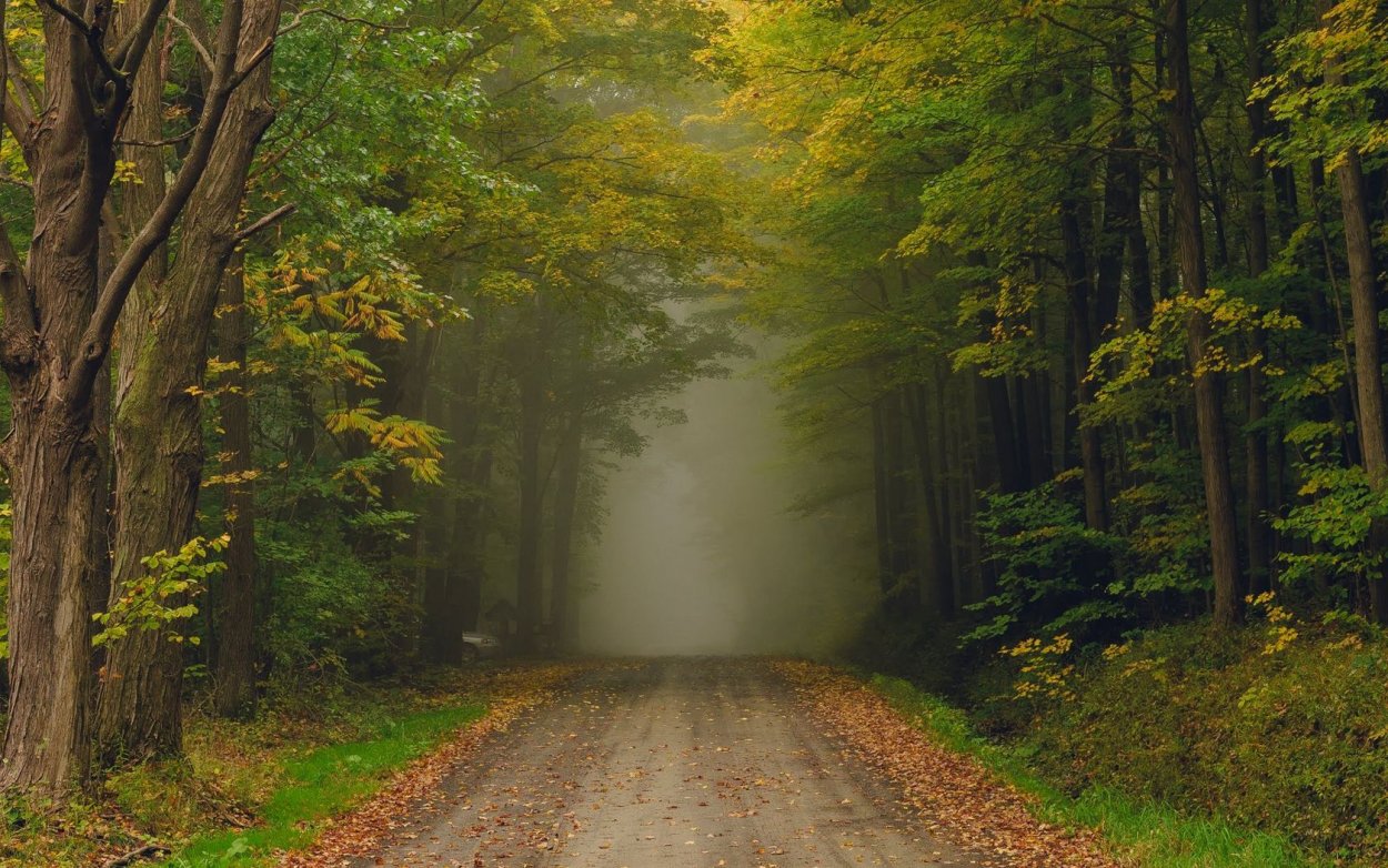Беловежская пуща туманный лес