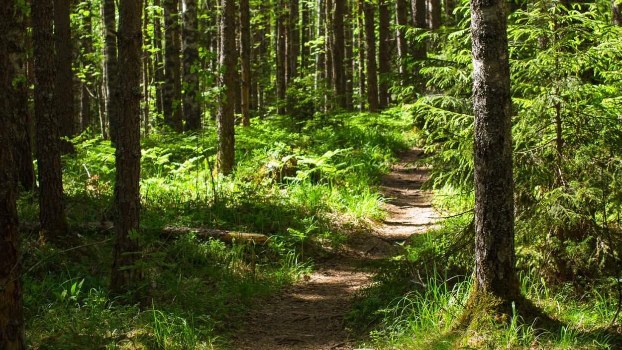 Алатанинский лес