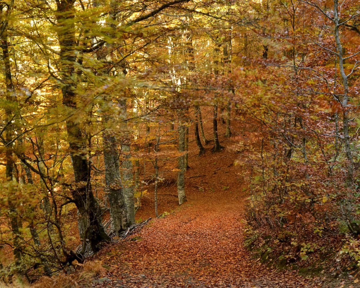 Лес Туапсе осенью