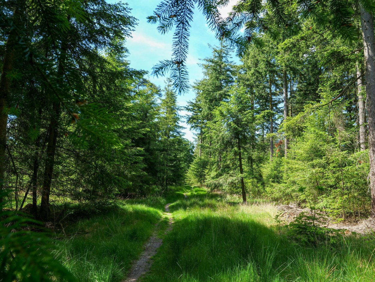 Лесная просека