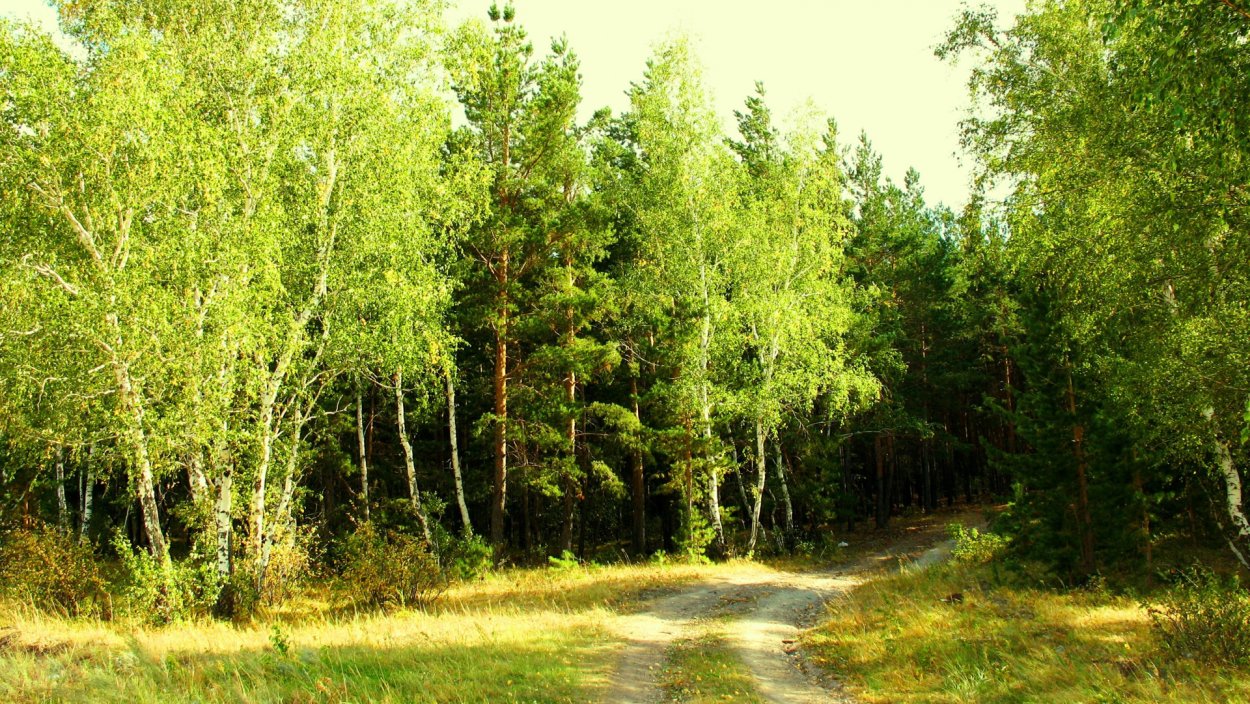 Береща. Опушка леса Левитан