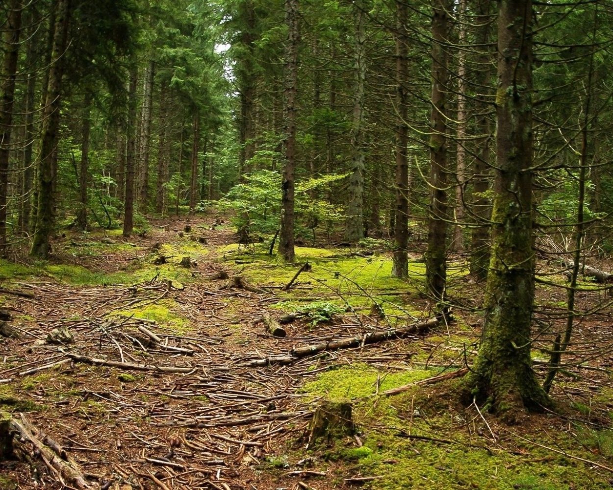 Пихта подлесок