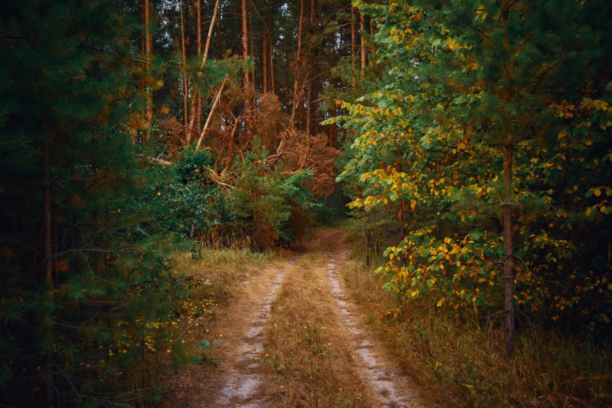 Осенний лес дорога Полевая
