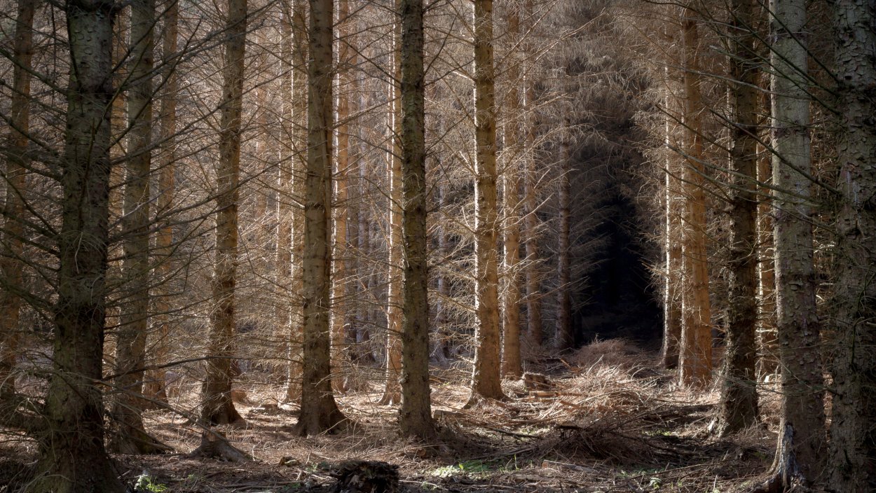 Природа лес просека