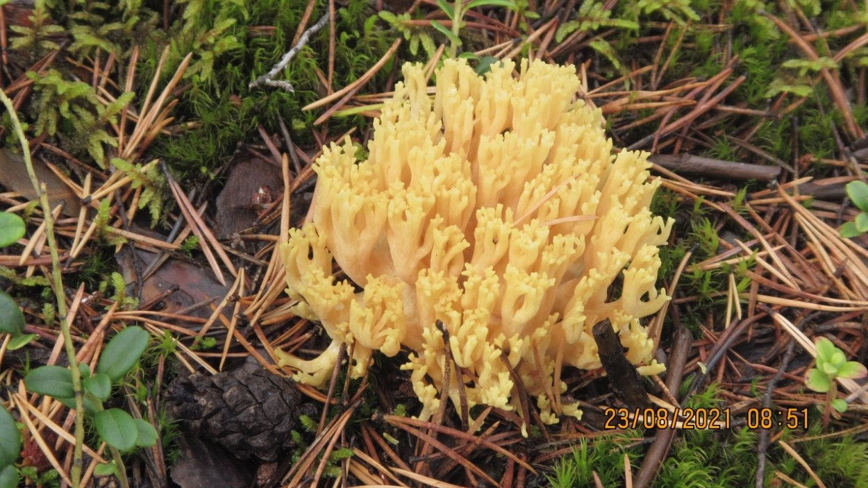 Редкие грибы России