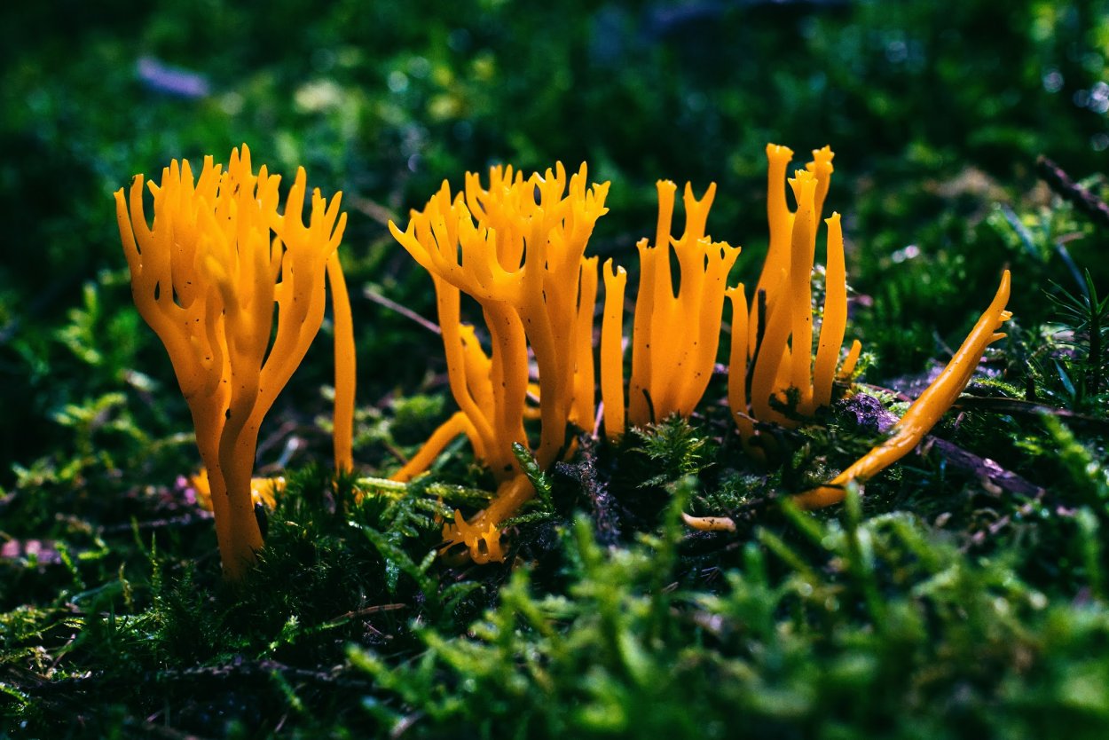 Коралловый Рогатик гриб