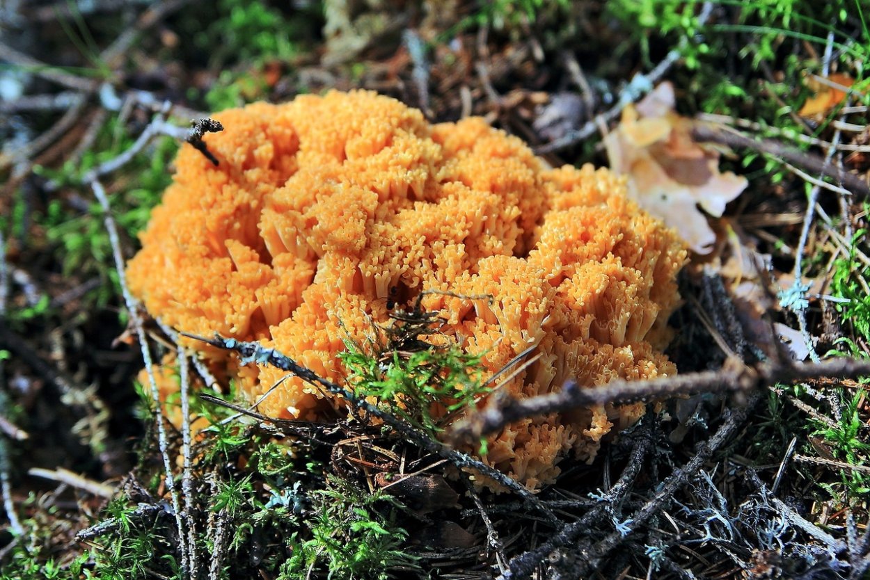 Оленьи рожки гриб раскраска