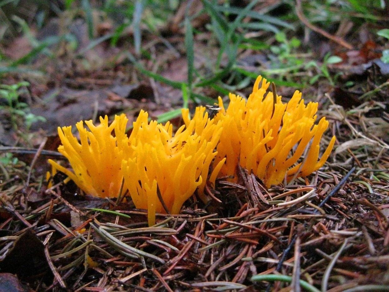 Клавулина пепельно-серая