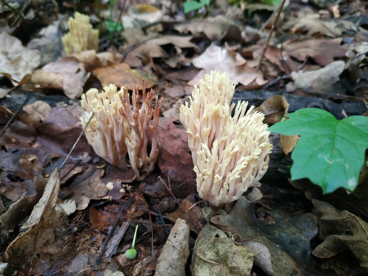 Гриб Рогатик съедобный