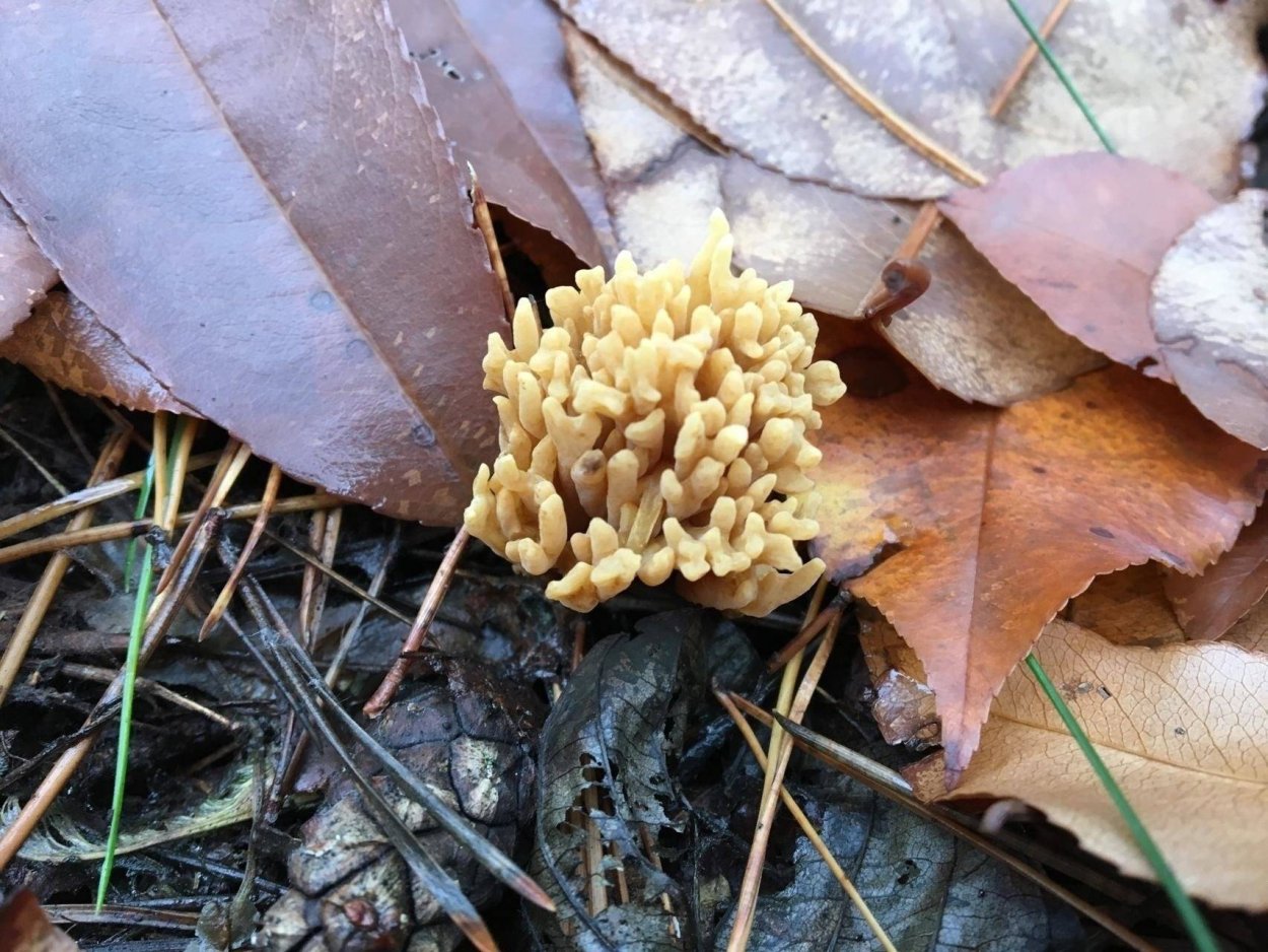 Спарассис курчавый грибная капуста