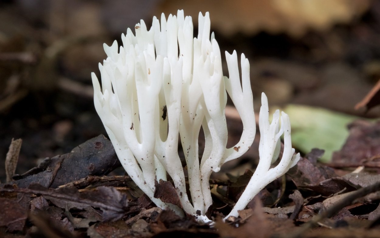 Рамария золотистая - Ramaria Aurea