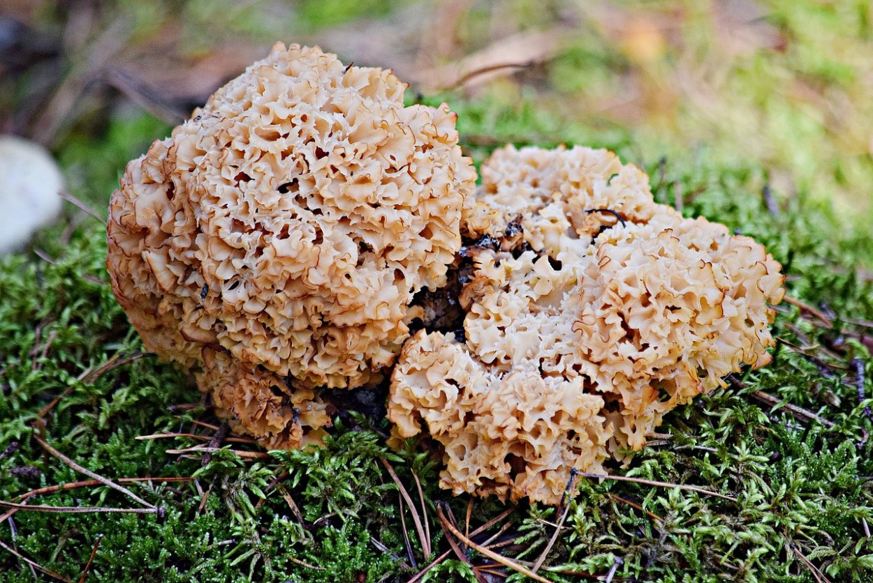 Ramaria Botrytis