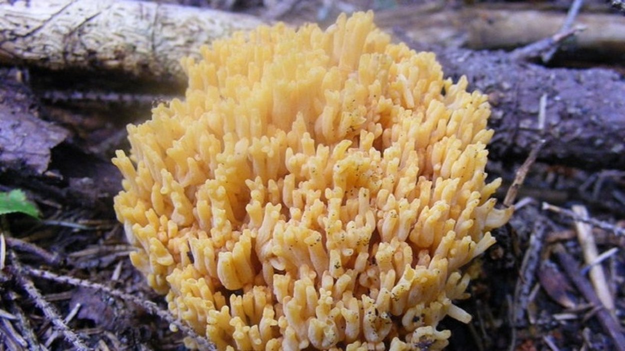 Рогатик прямой (Ramaria stricta).