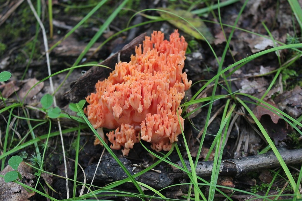 Гриб Рамария на белом фоне