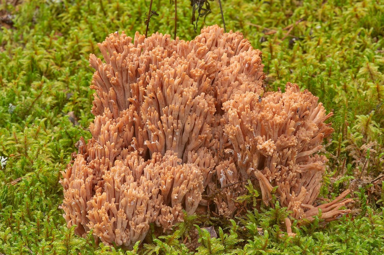 Гриб Рогатик Рамария