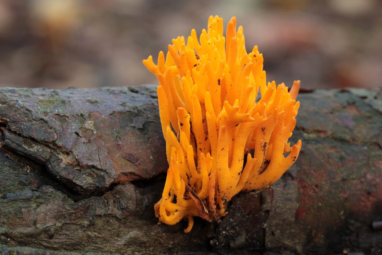 Рамария золотистая - Ramaria Aurea
