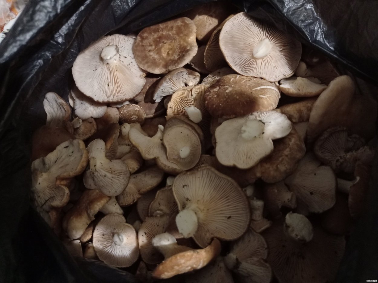 Рядовки грибы мышата