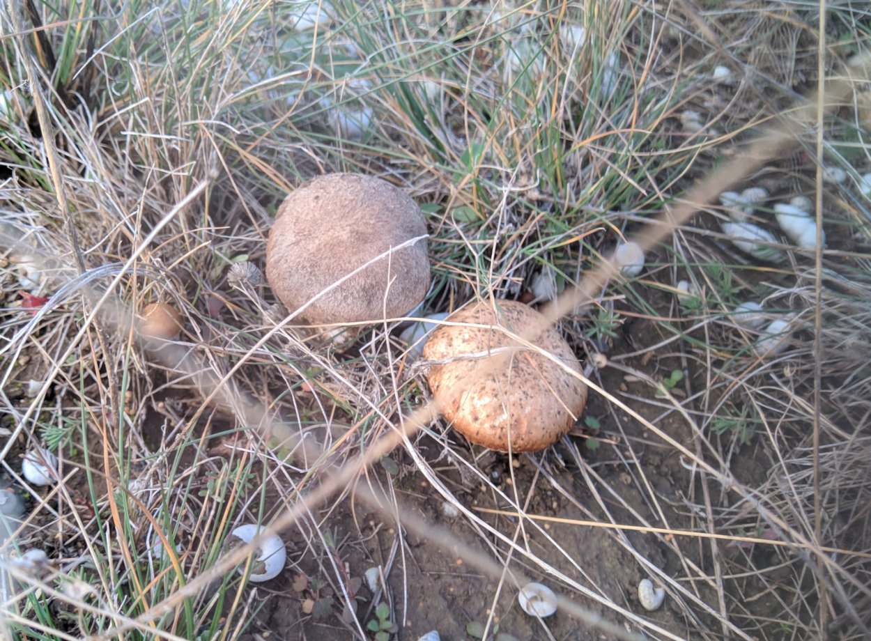 Шампиньон двуспоровый (Agaricus bisporus)