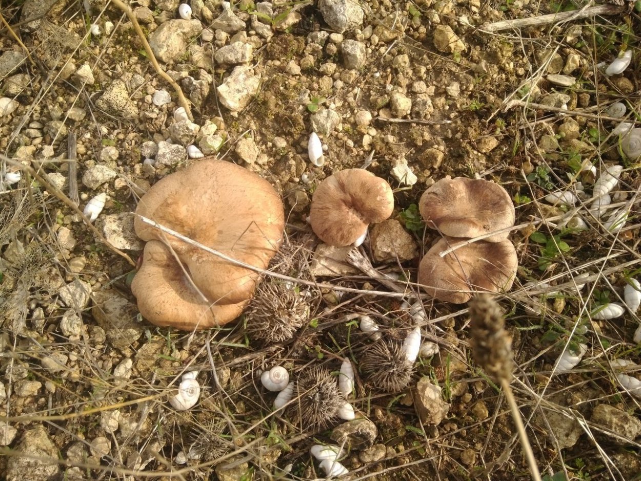 Гигрофор ароматный Hygrophorus agathosmus