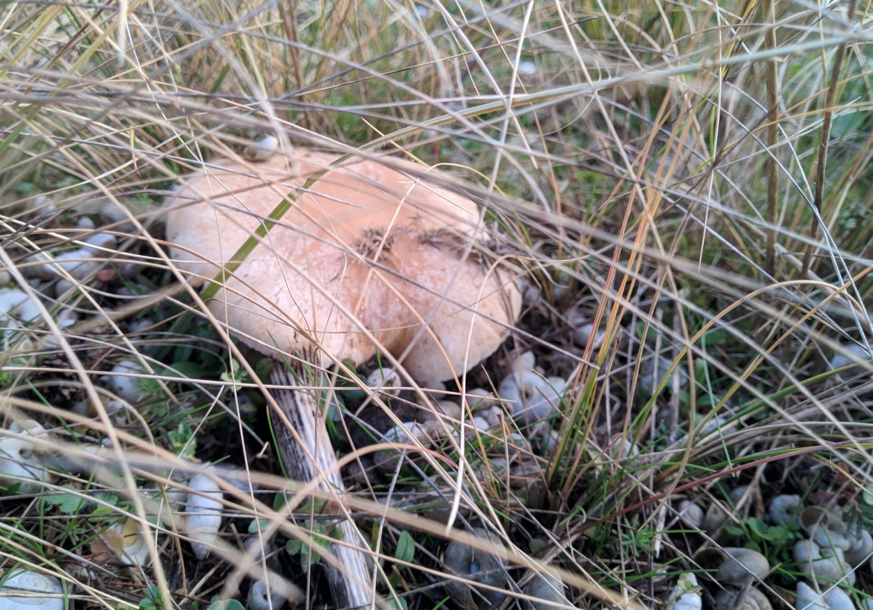 Полевые грибы