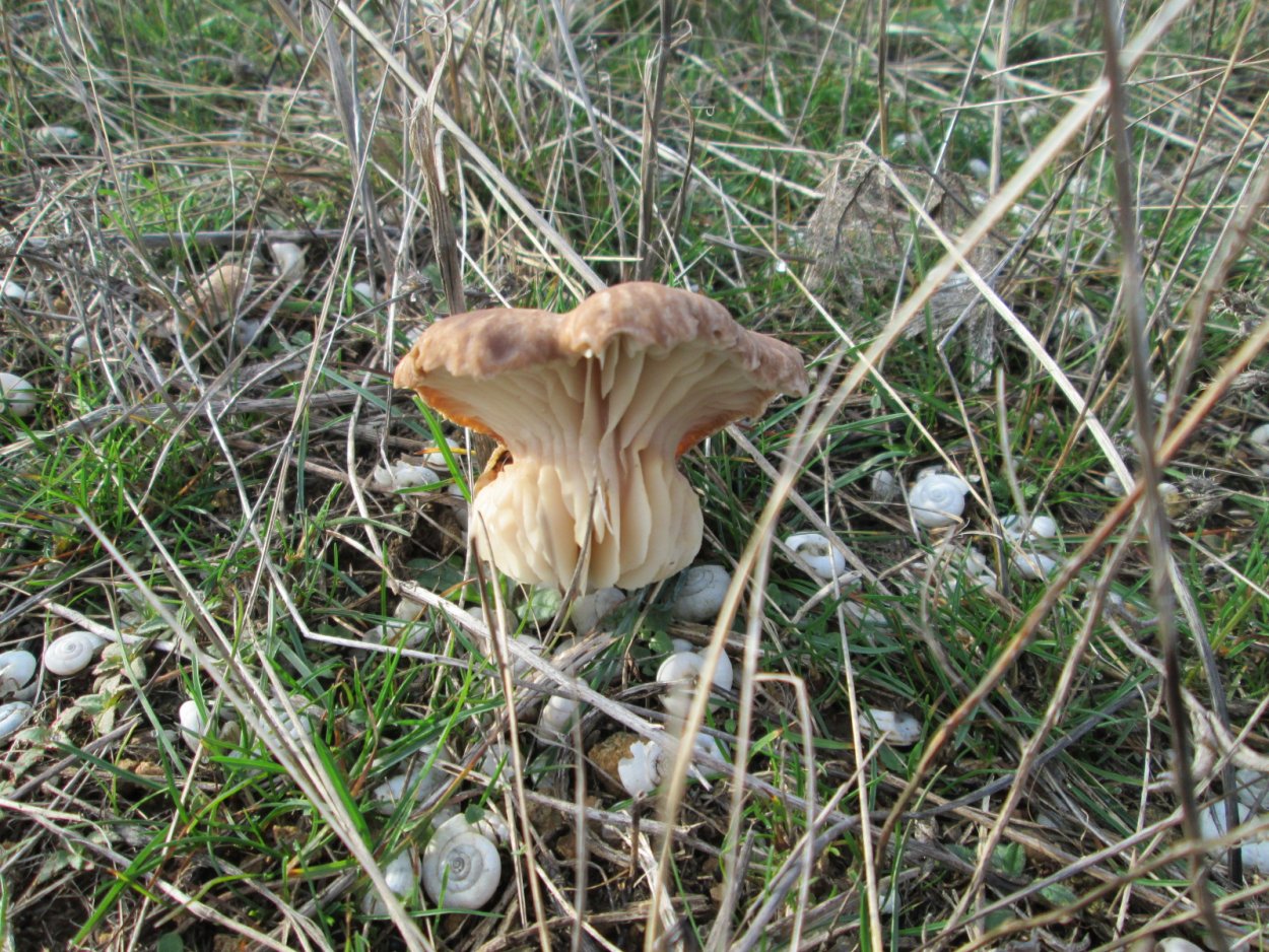 Крымские степные грибы однобочки