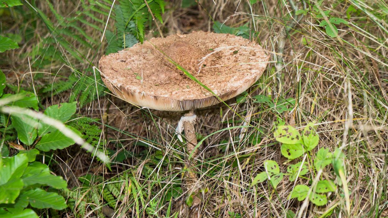 Опенок Луговой негниючник